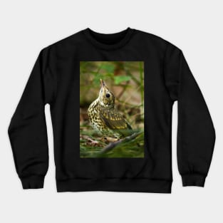 Baby song thrush on forest floor Crewneck Sweatshirt